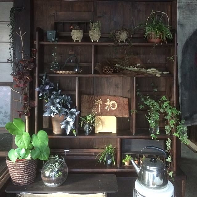 棚/観葉植物/多肉植物のインテリア実例 - 2015-12-07 15:09:56