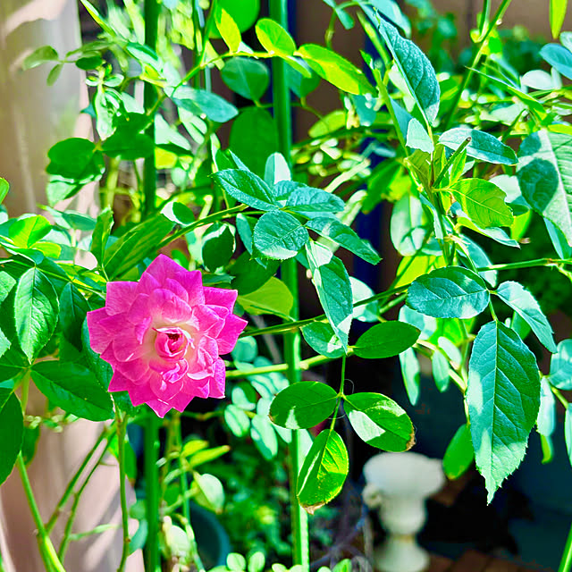 naokoさんの部屋