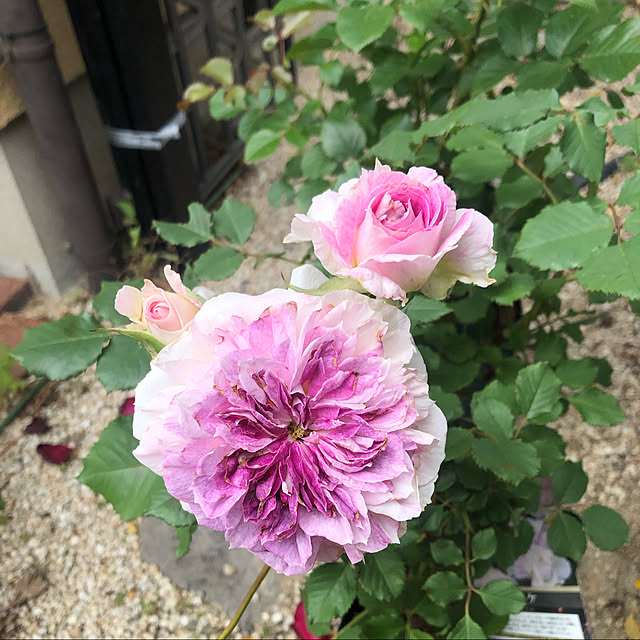 Yukinekoさんの実例写真