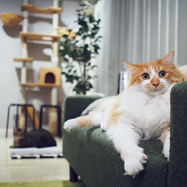 Reikoさんの実例写真