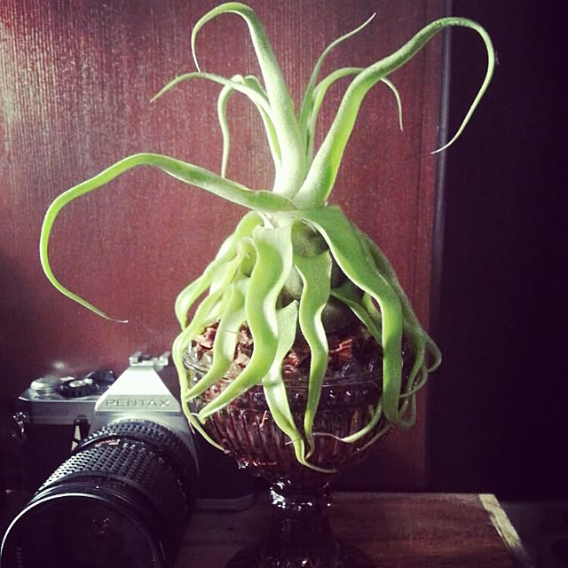 okameさんの実例写真