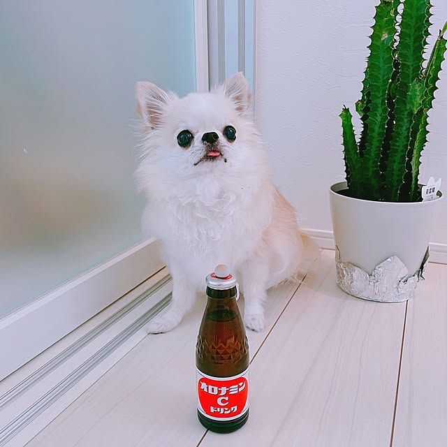 Mihocoさんの実例写真