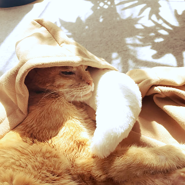 Satokoさんの実例写真