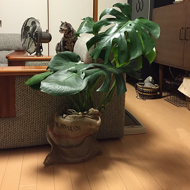 haruさんの実例写真