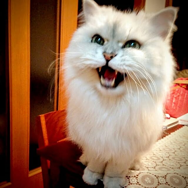 junnosukeさんの実例写真