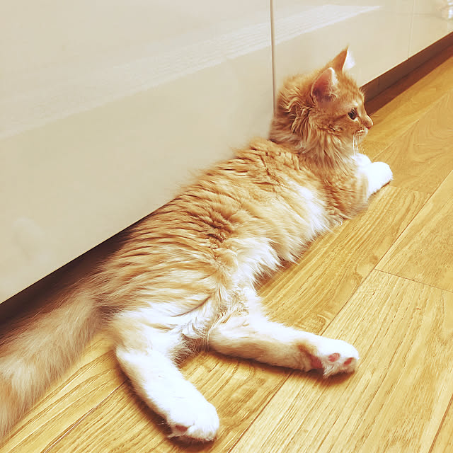 m.r.iさんの実例写真