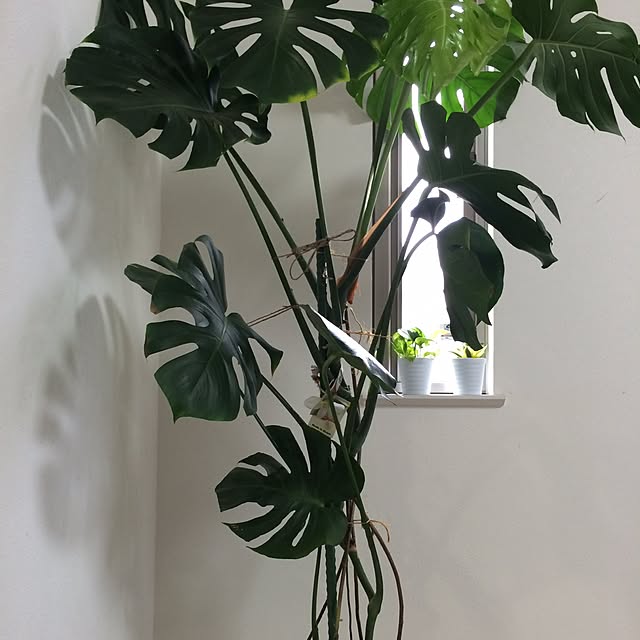 実例写真