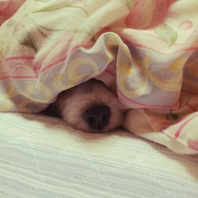 kakkyさんの実例写真