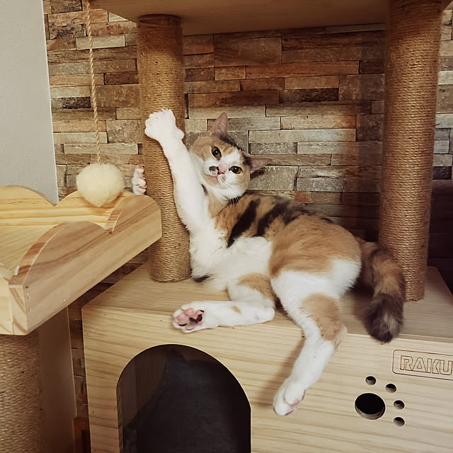 kakkyさんの実例写真