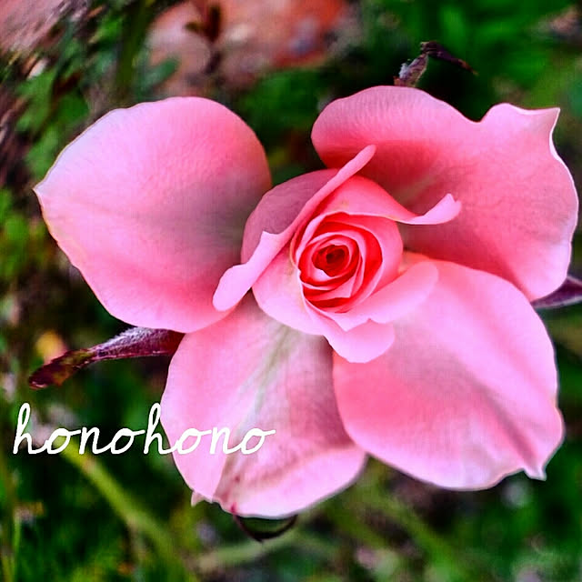 honohonoさんの実例写真
