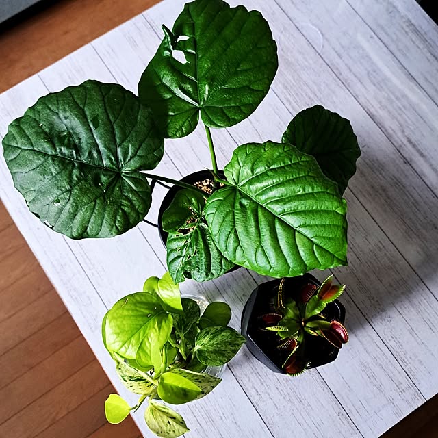 noaさんの部屋