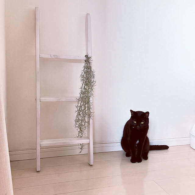 nekomiさんの実例写真