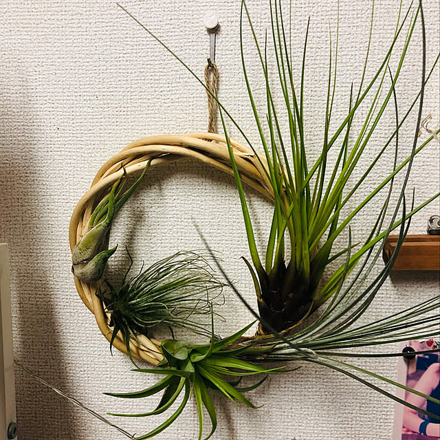 Hisaさんの実例写真