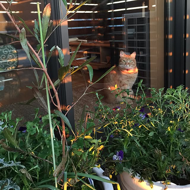 hanaさんの実例写真