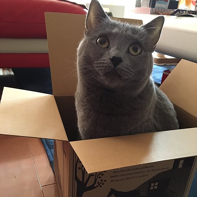 ikettenさんの実例写真