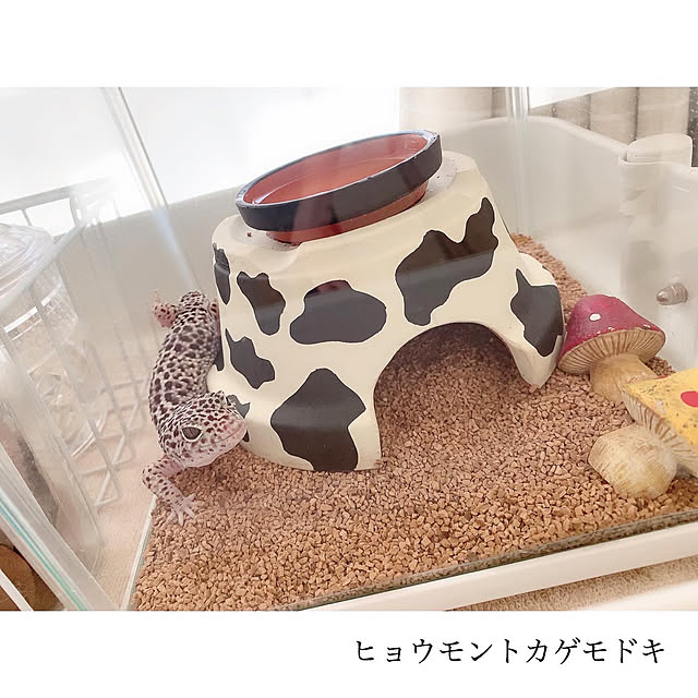 chaluさんの実例写真