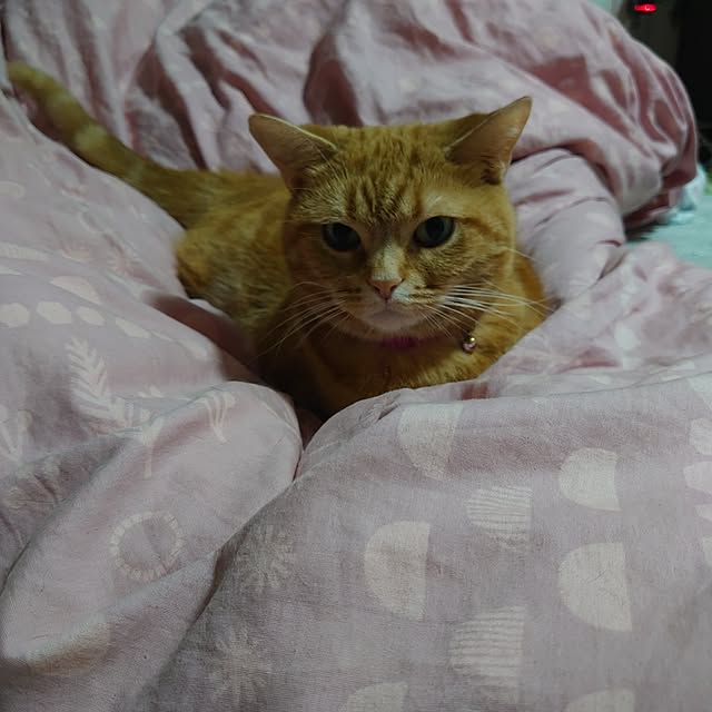 shinobuさんの実例写真