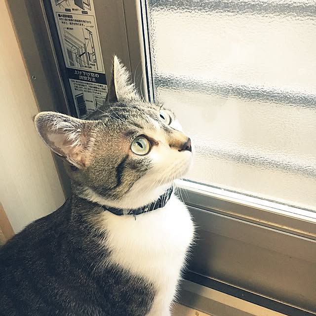 ...tomo...さんの実例写真