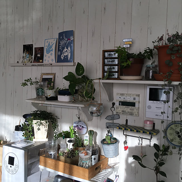 リビング/観葉植物/多肉植物/100均のインテリア実例 - 2019-01-18 12:54:47