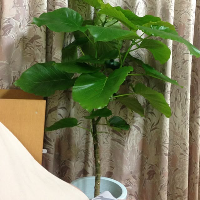 masami5さんの実例写真
