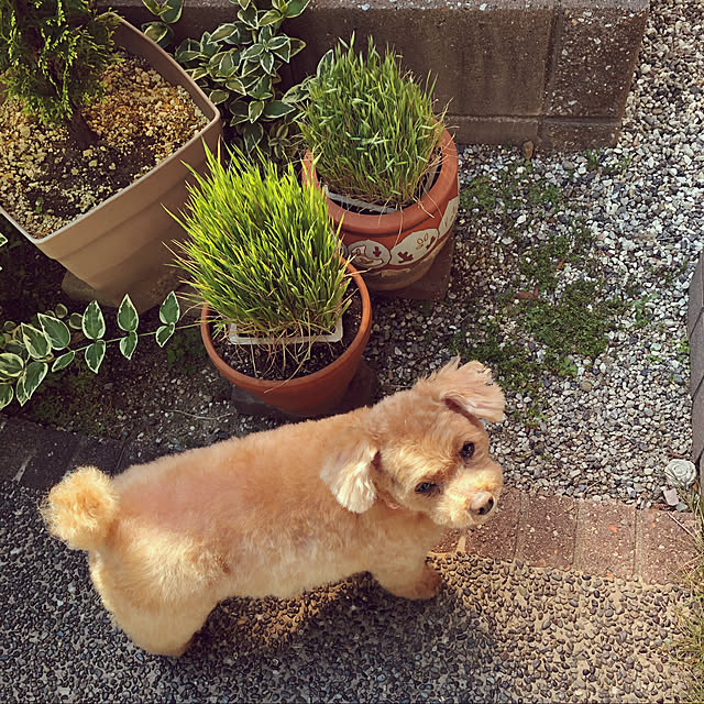 haruminさんの実例写真