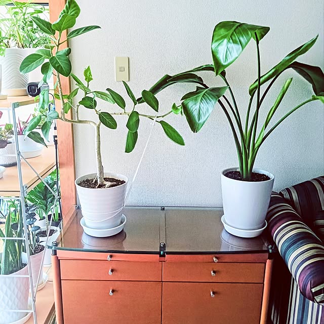 hanachanさんの実例写真