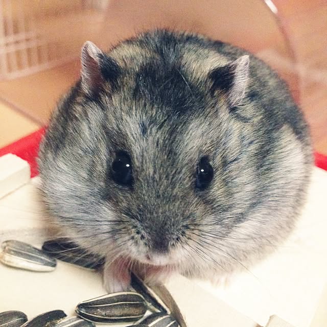 enikkiさんの実例写真