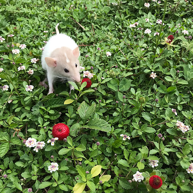TOROさんの実例写真