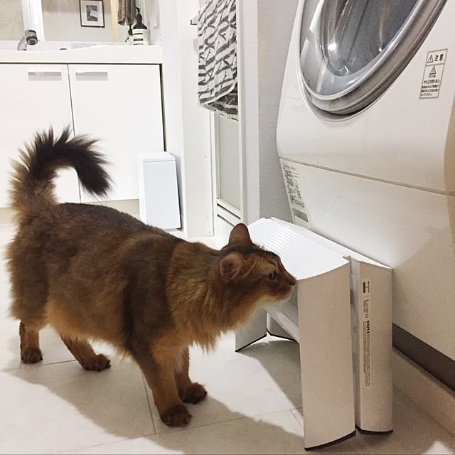 shihoさんの実例写真