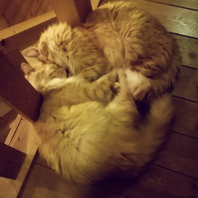 Maki-nekomamireさんの実例写真