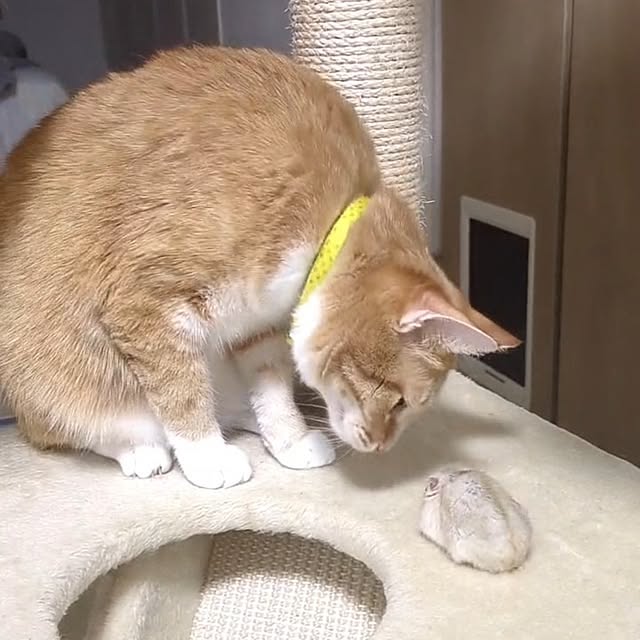 minnieさんの実例写真