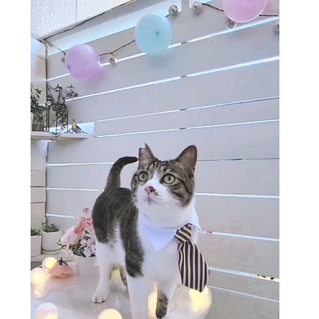 kai-ninatoさんの実例写真