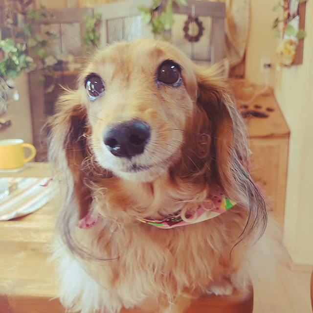 rikachakoさんの実例写真