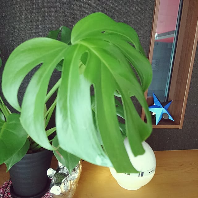 fmountainさんの実例写真