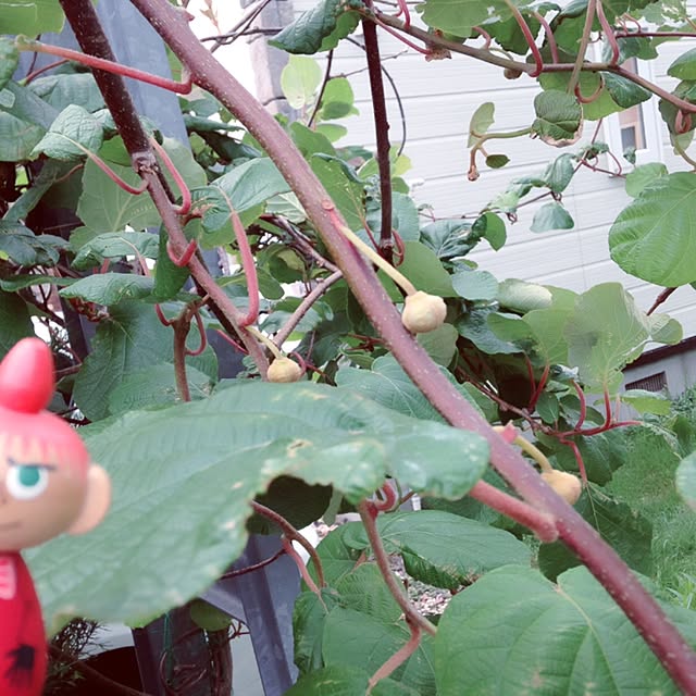 okeiさんの実例写真