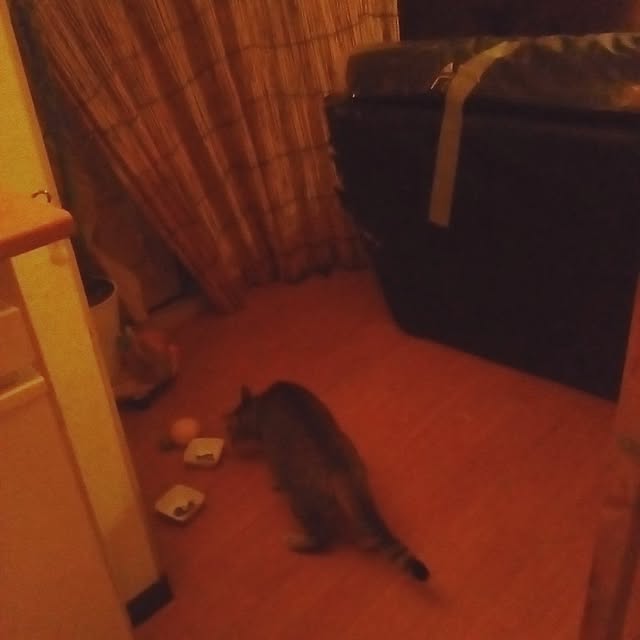 catloveさんの部屋