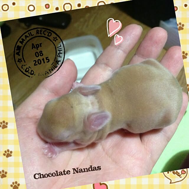 ChocolateNandasさんの実例写真