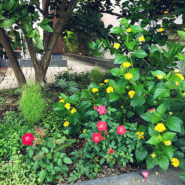 oyoさんの実例写真