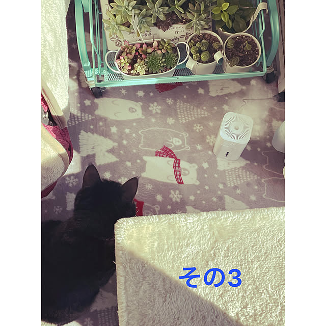 momocchiさんの実例写真