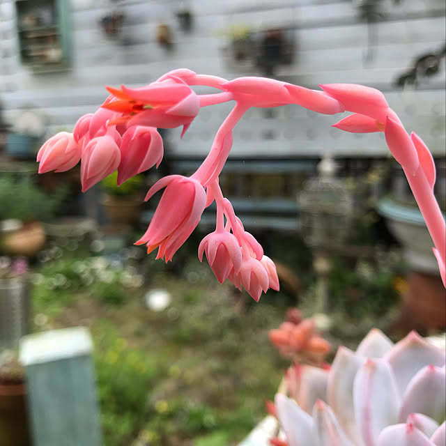 kokko3さんの実例写真