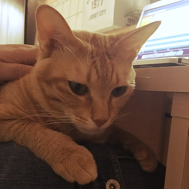 kinokoさんの実例写真