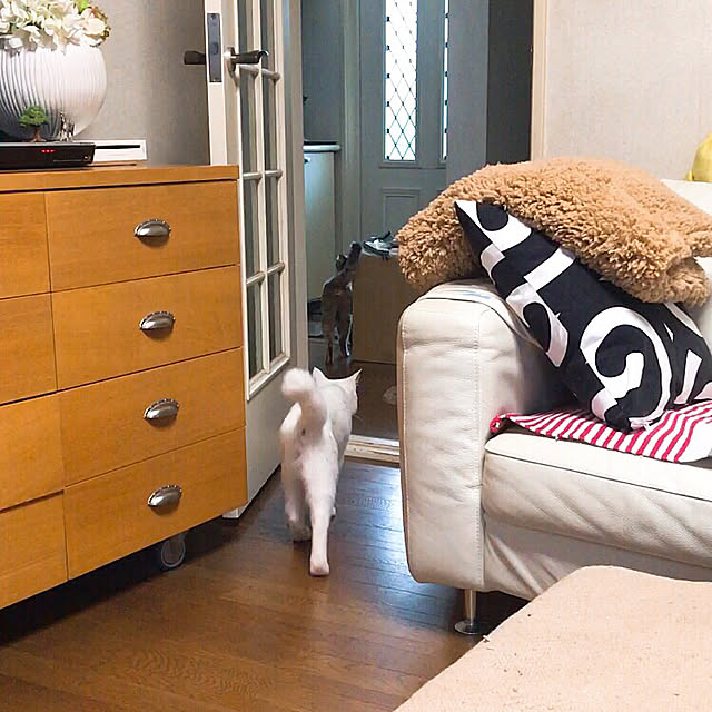 nyanko-beamさんの実例写真