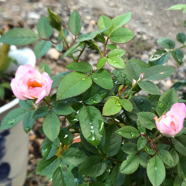sakura1116さんの実例写真