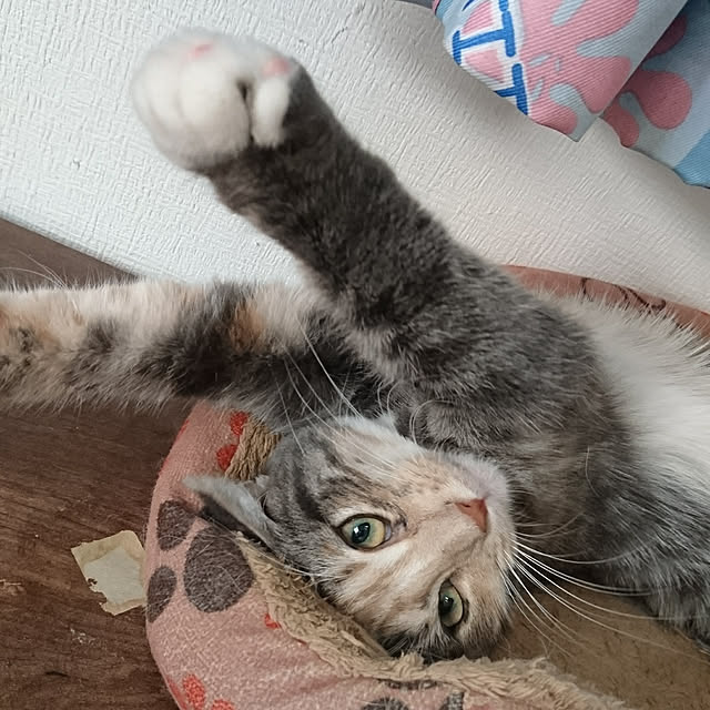 shinobuさんの実例写真