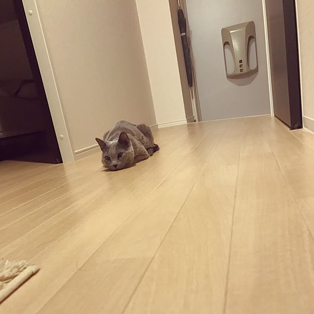 mayu0301さんの実例写真
