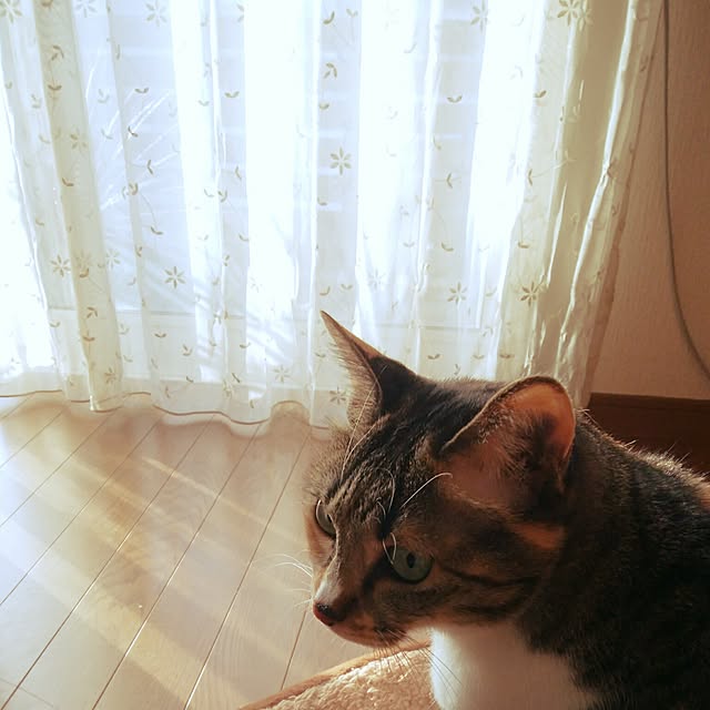 tomo1220さんの実例写真