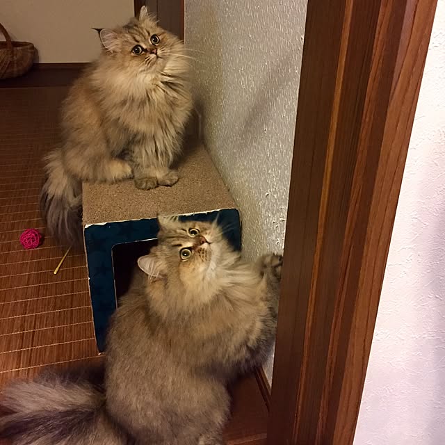 butachanさんの実例写真