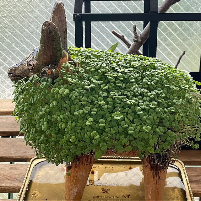 aureaさんの実例写真