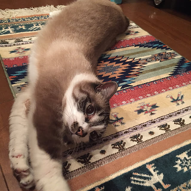 bowbowcoさんの実例写真