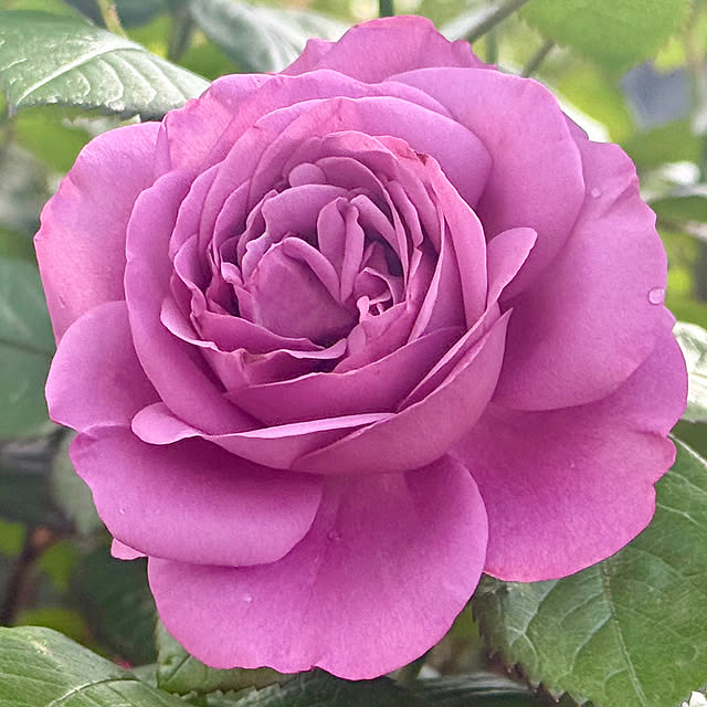 kaochanさんの実例写真